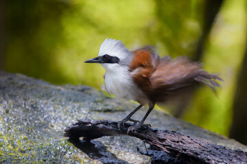 BEAUTIFUL BIRD ON THE ROCK