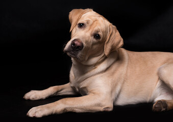 Labrador retriever dog isolated on a black background