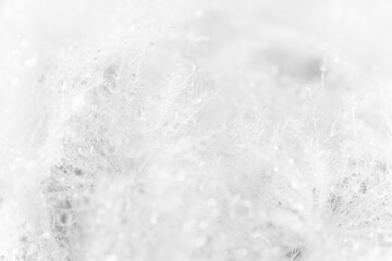 White nature background. Subtle fluffy feathery texture of Mammillaria plumosa cactus spines, soft focus. Similar to dandelion seed head or downy feathers of birds or snow flakes.