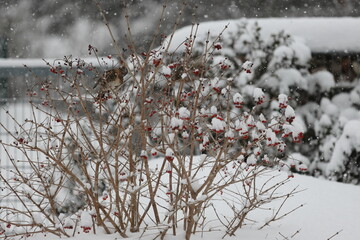 Kwiczoł - Turdus pilaris © Tomasz