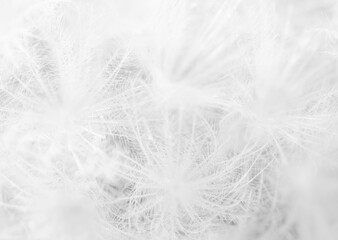 White nature background. Subtle fluffy feathery texture of Mammillaria plumosa cactus spines, soft focus. Similar to dandelion seed head or downy feathers of birds or snow flakes.
