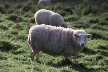 sheep and lambs