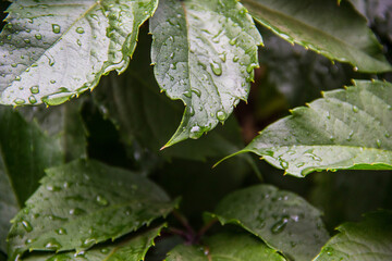 Green ivy leaves with water drops after rain.
