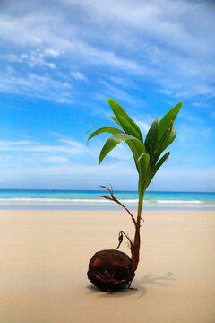 Junge Kokosnuss Pflanze am wei&szlig;en Sandstrand, Seychellen, Afrika