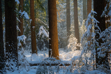 Beautiful golden light in the forest on the Kampina on a gorgeous winter morning.