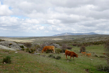 Fototapeta na wymiar Couple of cows in Spanish mountain landscape in the area between Toledo and Avila, Spain 