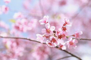 Fototapeta na wymiar pink cherry blossom on spring