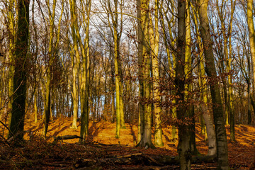 Autumn forest view near Velp, Netherlands
