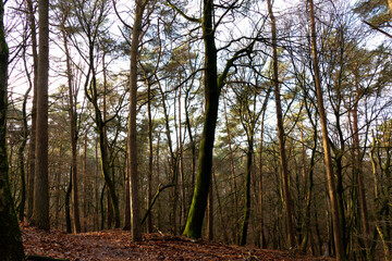Obraz premium Autumn forest view near Velp, Netherlands 