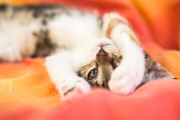 Playful cute kitten rolling around