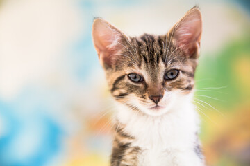 Naklejka na ściany i meble Cute kitten portrait 