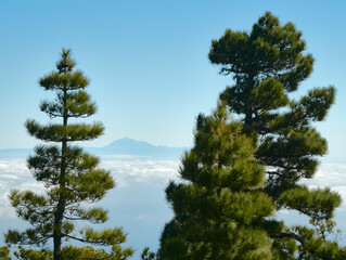 Mount Teide with tall pine trees as seen from La Palma, Canary Islands