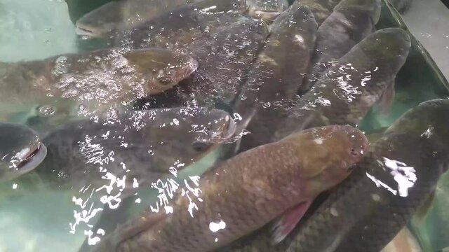 Live fish are sold in the aquatic area of the supermarket