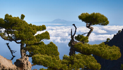 Mount Teide framed by pine trees as seen from La Palma, Canary Islands