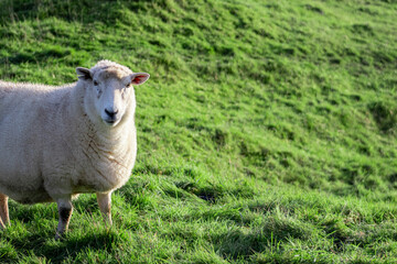 sheep in a field