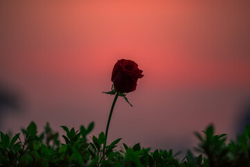 Wallpaper of flowers (roses) that are placed on chairs or wooden tables, to be displayed at festivals or on special occasions (Valentine, wedding, birthday, new year)