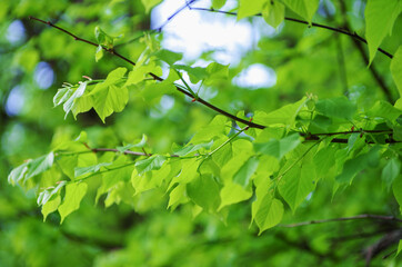 green leaves on the green backgrounds