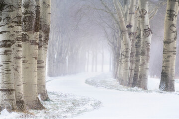 Beautiful lane with tree in 's-Hertogenbosch. Taken on a cold winter morning with snow.