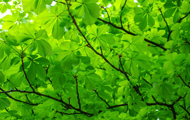 Fototapeta na wymiar The green leaves of chestnut