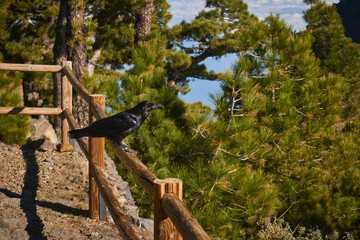 black crow on a wooden fence with pine trees in the background on La Palma, Canary Islands