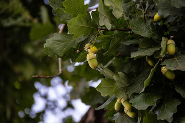 Green acorns on branches among the foliage.