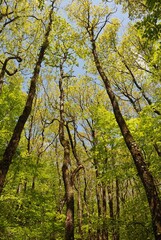 beeches in the forest in Brittany