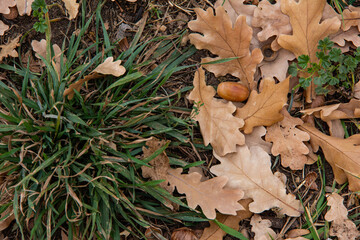 Fallen oak leaves and acorns on the green lawn.