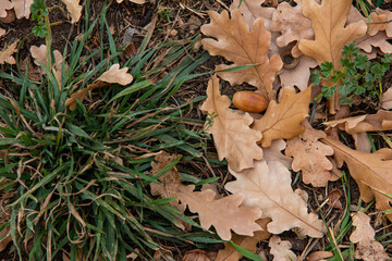 Fallen oak leaves and acorns on the green lawn.