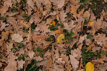Fallen oak leaves and acorns on the green lawn.