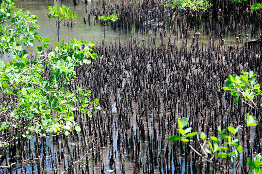 Mongroven (Rhizophora) Pflanzen im Brackwasser, Tropen