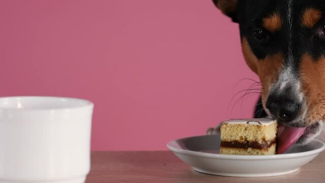 Basenji is eating a delicious cake from a saucer that is on the table next to the mug. Pet in the studio on a pink background. Slow motion. Close up.