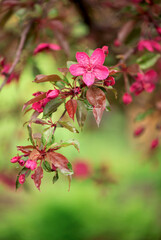 Blooming paradise apple tree buds in the garden