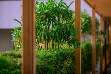 Natural background of the atmosphere in the garden house, surrounded by rice fields, plants, rice fields, reservoirs, and there is a seat to relax and watch the wind blowing through the cool blur.