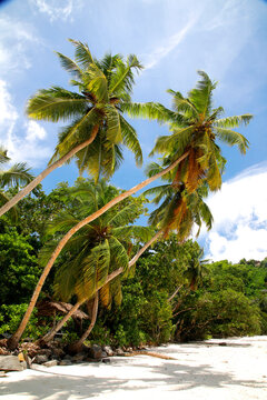 Kokospalmen am tropischen Strand, Sandstrand, Tropen, Seychellen, Afrika