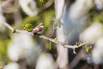 European pied flycatcher among the spring bloom