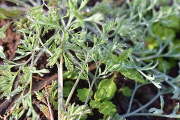 Green Dill Culinary Herb Also Called Indian SOYA Saag with water drops background