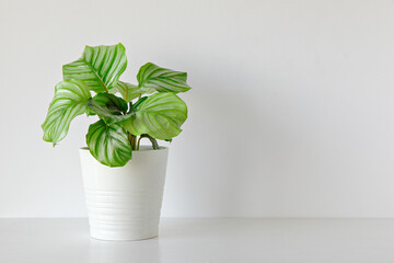Calathea plant indoor on white background