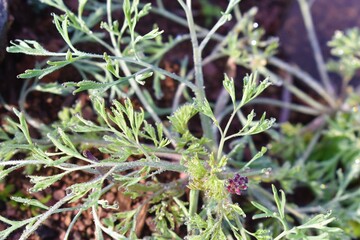 Green Dill Culinary Herb Also Called Indian SOYA Saag with water drops background