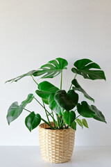 Monstera plant indoor on white wall background