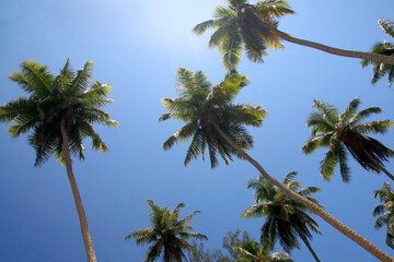Obraz na płótnie Canvas Kokospalmen am tropischen Strand, Sandstrand, Tropen, Seychellen, Afrika