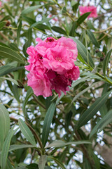 Pink oleander flower or rose bay (Fragrant oleander, Nerium oleander). Vertical image