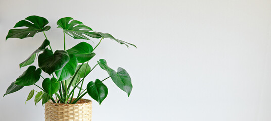 Monstera plant indoor on white wall background