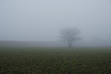 Fototapeta na wymiar tree in the mist 