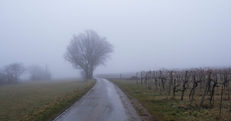 Obraz premium tree in the mist 
