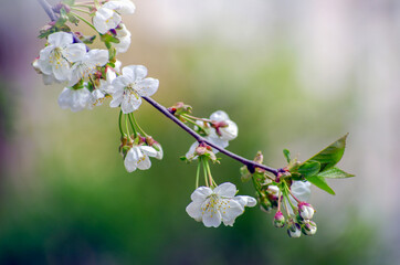 Cherry branch with beautiful background