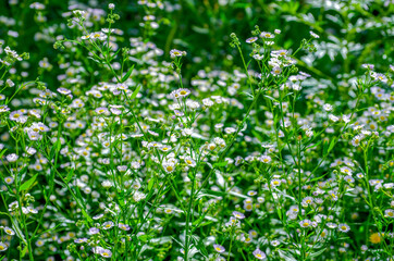 abstract background blossom flowers on field