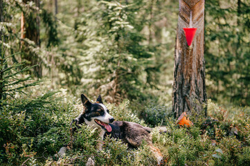 Dog lying in the forest