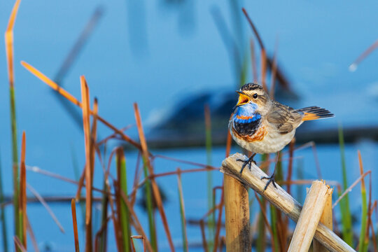 songbird bluethroat singing on spring morning