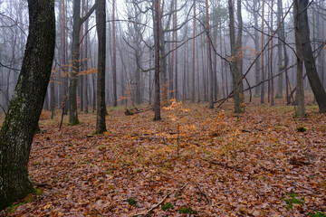 misty morning in winter forest 