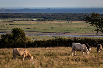 herd of wildebeest